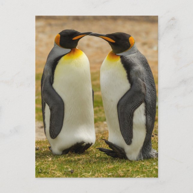 Cartão Postal Par de pinguins-reis, Ilhas Falkland (Frente)