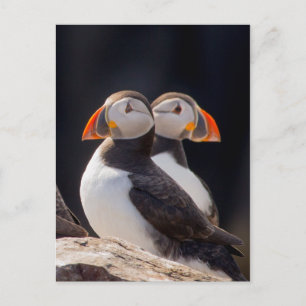 Cartão Postal Par de Puffins