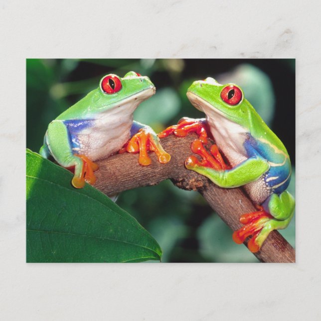 Cartão Postal Par de Rãs-Arvore de Olhos Vermelhos, Agalychinis  (Frente)