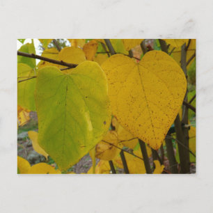 Cartão Postal Par de Redbud de Queda Deixa Fotografia de outono