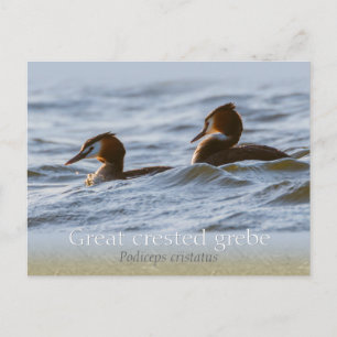 Cartão Postal Par de verbos com cremento de excelente CC0757