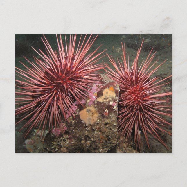 Cartão Postal Par do Cartão-postal Giant Red Sea Urchins (Frente)