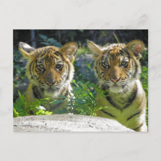 Cartão Postal Par do retrato dos Cubos Tigre
