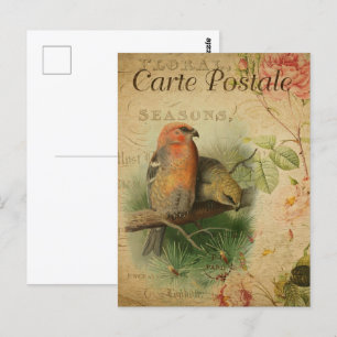 Cartão Postal Par Vintage de Aves