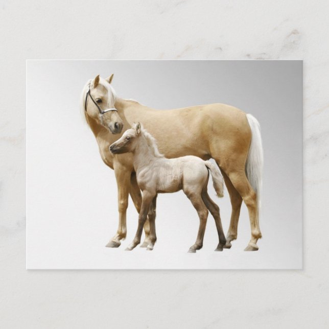 Cartão Postal Para A Agua Palamino E Cavalos Fotos (Frente)