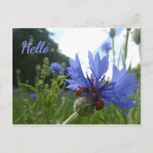 Cartão postal para a Reunião de Ladybugs em Cornfl
