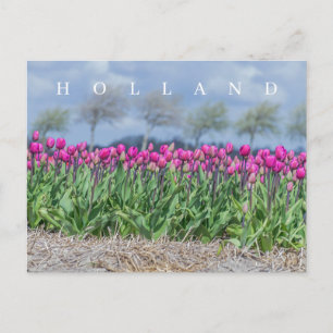 Cartão postal para a vista de campo das tulipas co