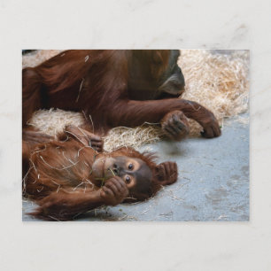 Cartão postal para animais macacos Ape Zoo
