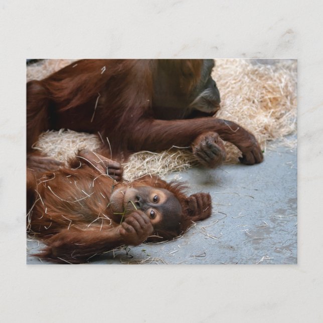 Cartão postal para animais macacos Ape Zoo (Frente)