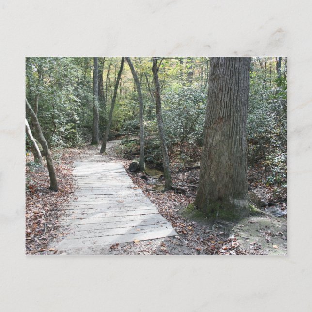 Cartão Postal Para as Florestas (Frente)