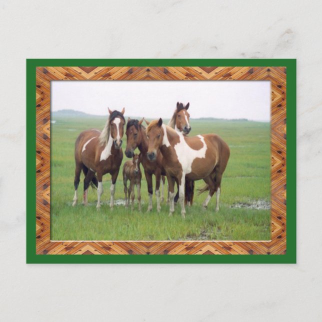 Cartão Postal Para bandas De Cavalos Appaloosa (Frente)