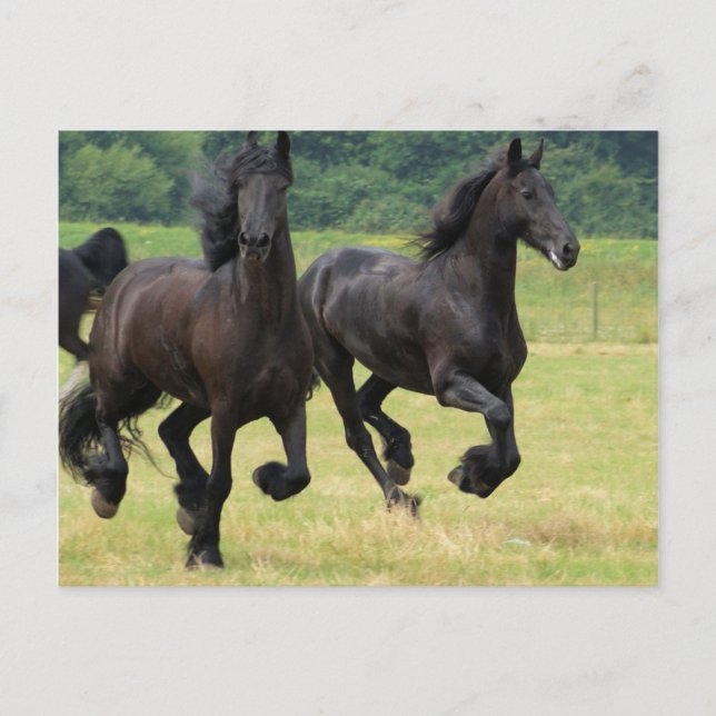 Cartão postal para cavalos frisesianos galopantes (Frente)