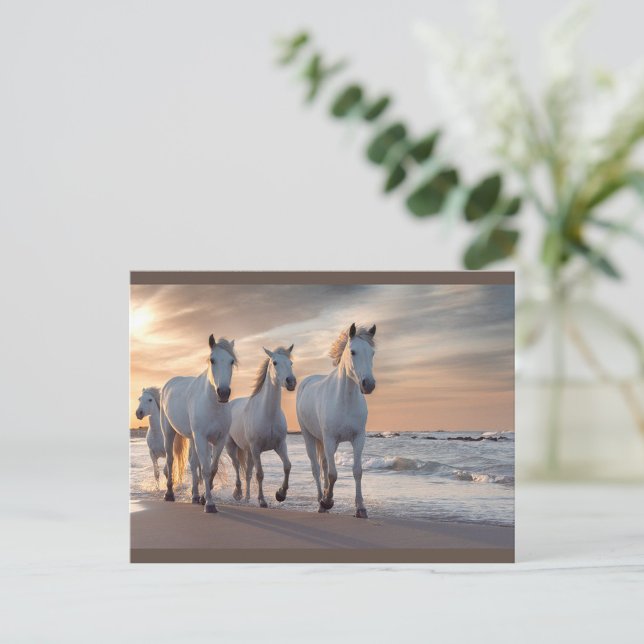 Cartão postal para Cavalos Selvagens (A group of four white horses walks gracefully along the shoreline at sunset.)