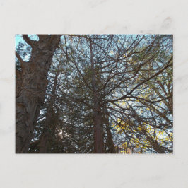 Cartão Postal Para cima através das filiais