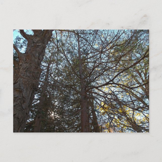 Cartão Postal Para cima através das filiais (Frente)