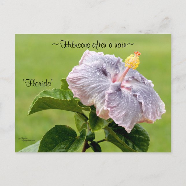 Cartão postal para flores de Hibiscus (Frente)