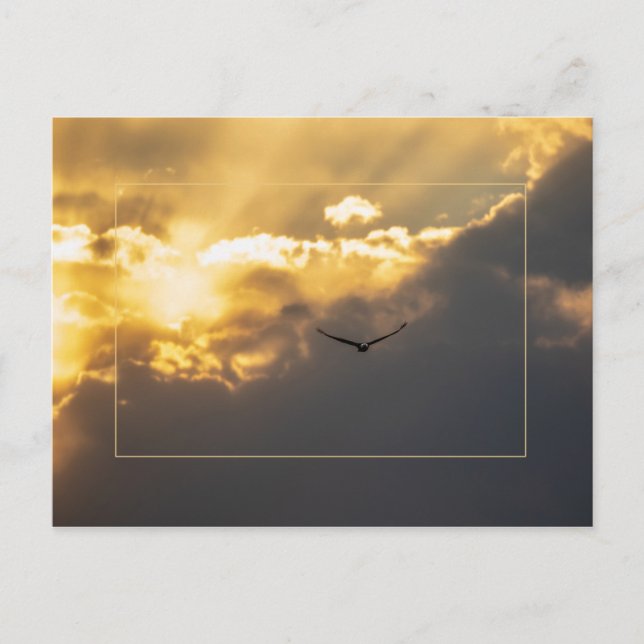 Cartão Postal Para Fora Da Águia Solar Com Borda (Frente)