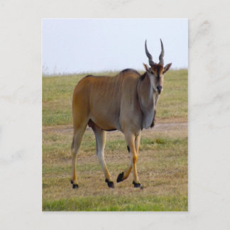 CARTÃO POSTAL PARA FORA PARA UM STROLL