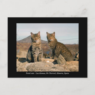 Cartão postal para gatos federais - Los Alamos Nr