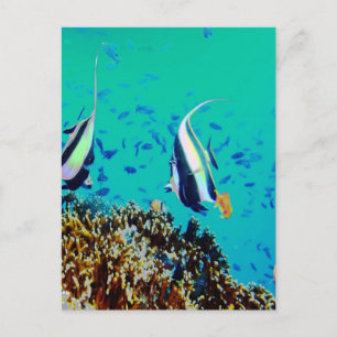 Cartão postal para o pescado nas águas das Fiji