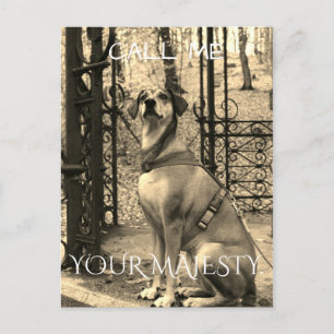 Cartão postal para os amantes de cães com texto