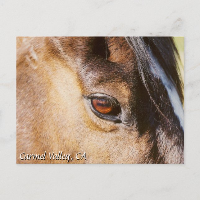 Cartão postal para os olhos de Carmel Valley Horse (Frente)