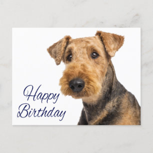 Cartão Postal Parabéns Airedale Terrier Puppy Dog Blue
