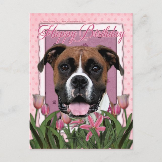 Cartão Postal Parabéns - Boxer - Vindy (Frente)