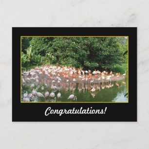 Cartão Postal parabéns, flamingos