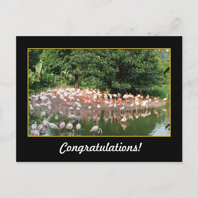 Cartão Postal parabéns, flamingos (Frente)