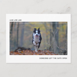 Cartão Postal Parabéns Modernos de Formatação de Cães Motivacion