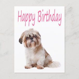Cartão Postal Parabéns Shih Tzu Puppy Postcard
