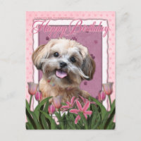 Parabéns - ShihPoo - Maggie