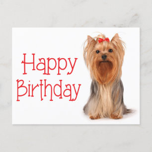 Cartão Postal Parabéns Yorkshire Terrier Puppy Postcard