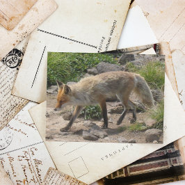 Cartão Postal Parada Selvagem: Raposa na Luz da Manhã