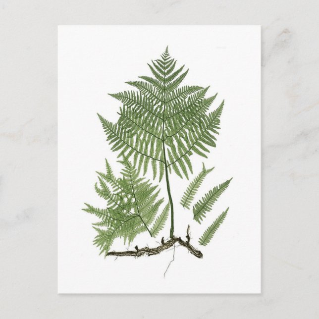 Cartão Postal Parafuso (Frente)