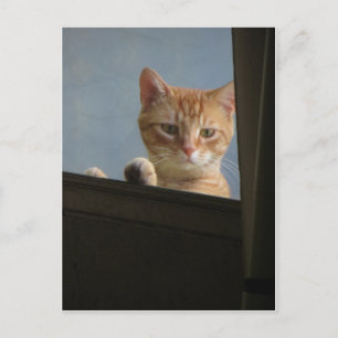 Cartão Postal Paragem de Gatos na Janela