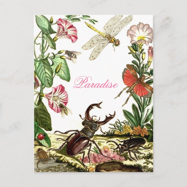 Cartão Postal Paraíso (Frente)