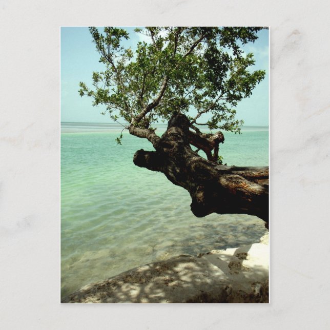 Cartão Postal Paraíso (Frente)