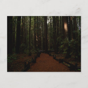 Cartão Postal Paraíso de Sequoia