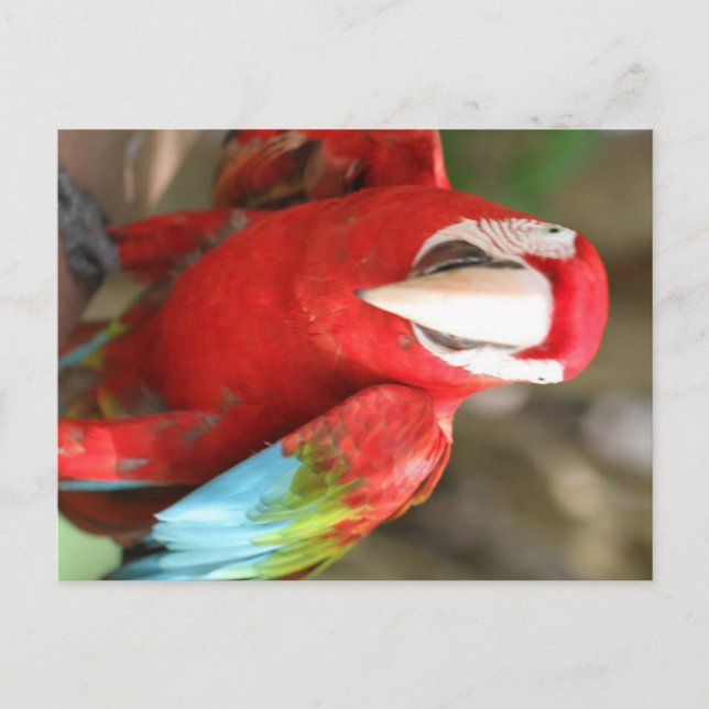 Cartão Postal Parakeet (Frente)