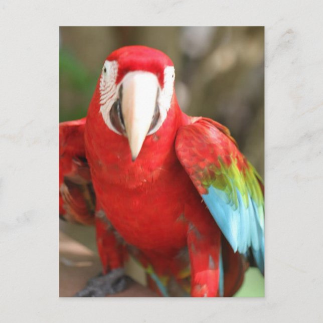 Cartão Postal Parakeet (Frente)