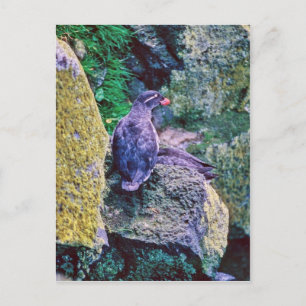 Cartão Postal Parakeet Auklet