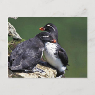 Cartão Postal Parakeet Auklets, Rua George Island, Pribilofs