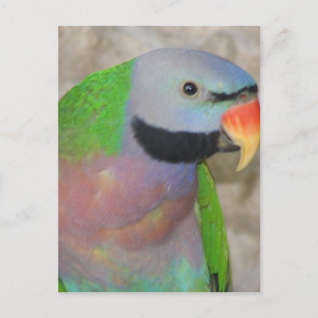 Cartão Postal Parakeet de Mustached (Frente)