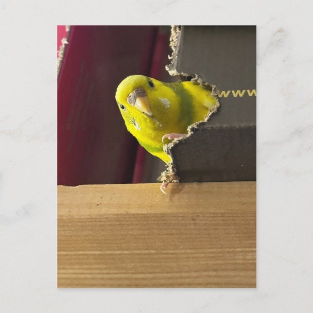 Cartão Postal Parakeet Peek a boo (Frente)