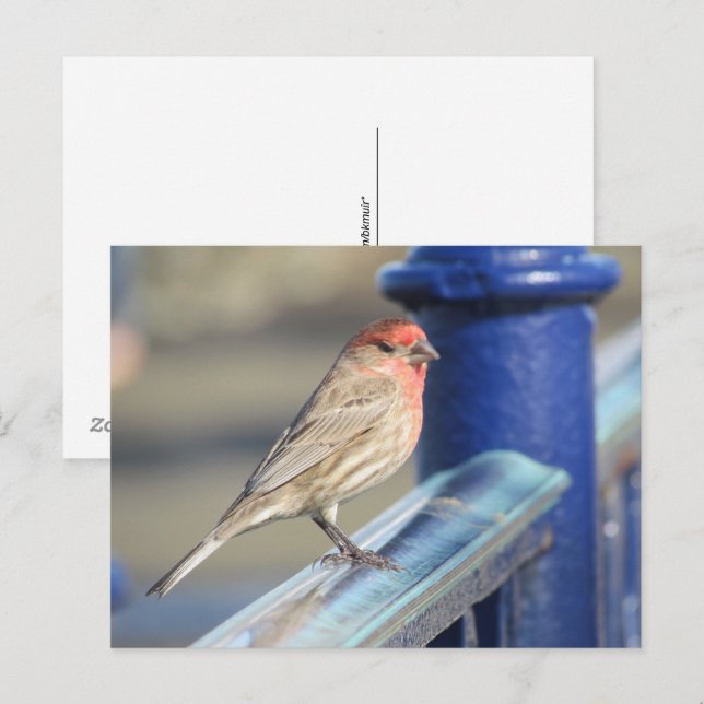 Cartão postal - Pardal Vermelho em Cerca Azul (Frente/Verso)