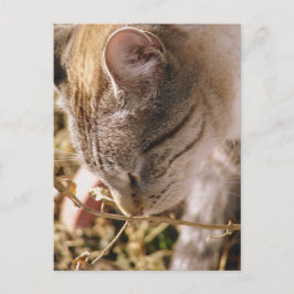 Cartão Postal Pare e Cheire as Flores