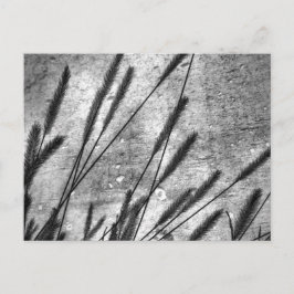 Cartão Postal Parede de Concreto de Grama Seca Preta e Branca