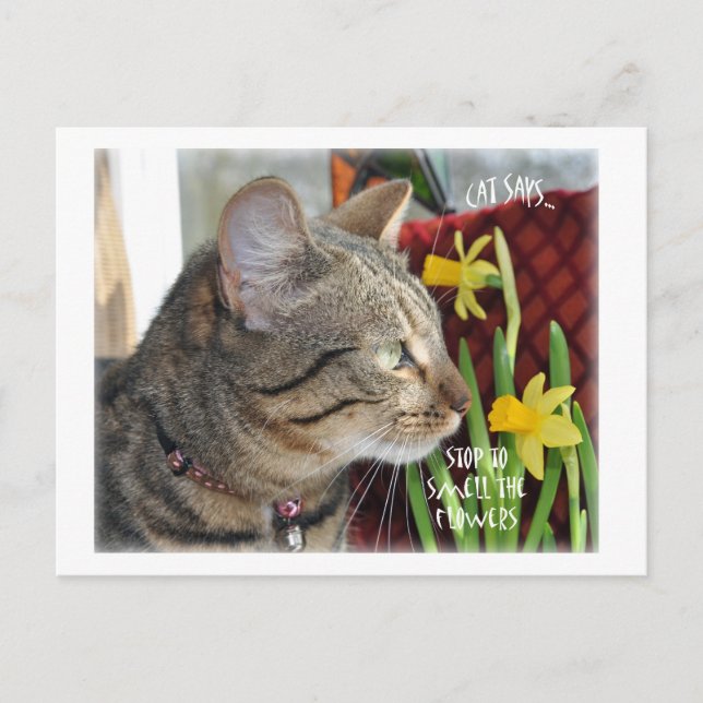 Cartão Postal Parem e cheirarem as flores (Frente)